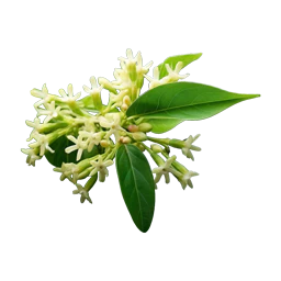 Ethereal Rose (Velvet Musk)